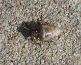 Rhaphigaster nebulosa