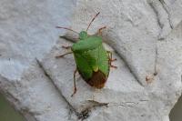 Palomena prasina