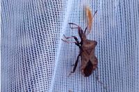 Coreus marginatus