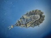 Aradus versicolor
