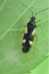 Dryophilocoris flavoquadrimaculatus