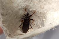 Reduvius personatus