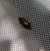 Deraeocoris flavilinea
