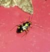 Liocoris tripustulatus