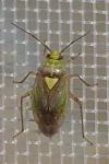 Lygus rugulipennis