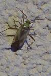 Adelphocoris lineolatus