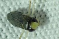 Sigara lateralis