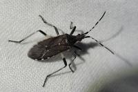 Dicranocephalus