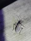 Dicranocephalus agilis