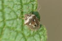 Stagonomus bipunctatus pusillus