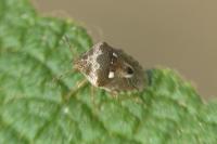 Stagonomus bipunctatus pusillus