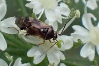 Orthops basalis