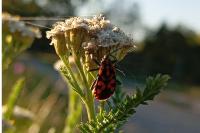 Spilostethus saxatilis