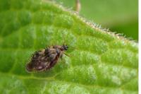 Dictyla humuli