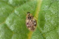 Dictyla humuli