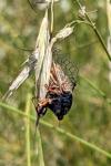 Cicadetta montana/petryi/cantilatrix
