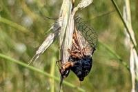 Cicadetta montana/petryi/cantilatrix