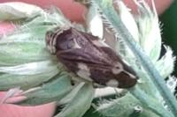 Philaenus spumarius