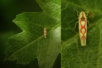 Zygina flammigera