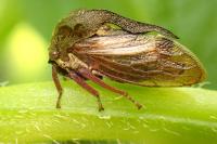 Centrotus cornutus