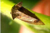 Centrotus cornutus