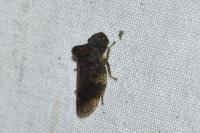 Ledra aurita