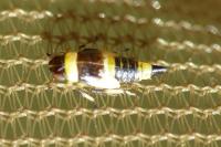 Eupterycyba jucunda