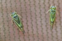 Eupterycyba jucunda