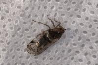 Cixius