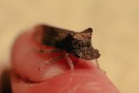 Ledra aurita