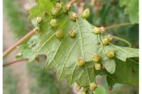 Daktulosphaira vitifoliae