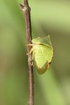 Stictocephala alta