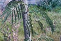 Acizzia jamatonica