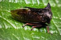 Centrotus cornutus