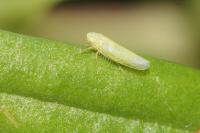 Edwardsiana