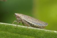 Psammotettix alienus