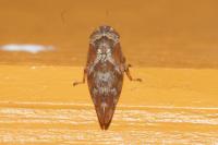 Aphrophora corticea