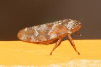 Aphrophora corticea