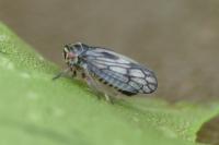 Oncopsis flavicollis