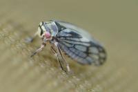 Oncopsis flavicollis