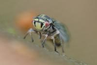 Oncopsis flavicollis