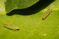 Graphocephala fennahi
