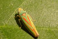 Graphocephala fennahi