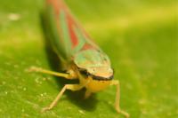 Graphocephala fennahi