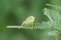Stictocephala alta