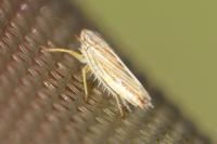 Mocydia crocea