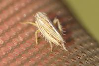 Mocydia crocea