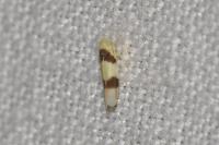 Zonocyba bifasciata