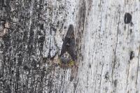 Acericerus