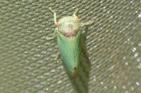 Iassus lanio